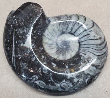 Ammonite - Goniatite